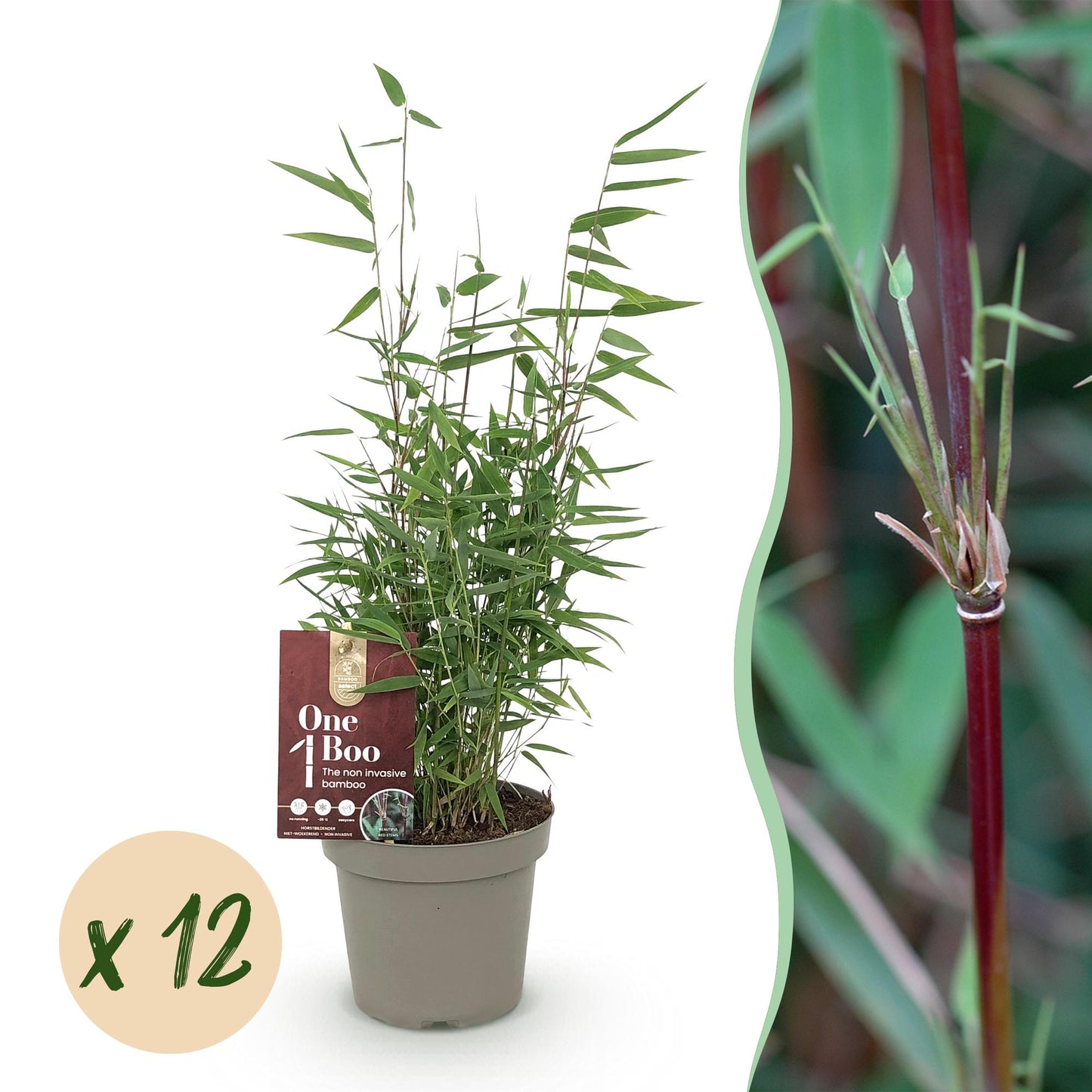 Fargesia Red Dragon : plant de bambou non envahissant en pot sur fond blanc, accompagné d'une pastille "x 12" et d'un gros plan sur une tige