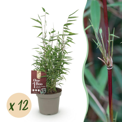 Fargesia Red Dragon : plant de bambou non envahissant en pot sur fond blanc, accompagné d'une pastille "x 12" et d'un gros plan sur une tige