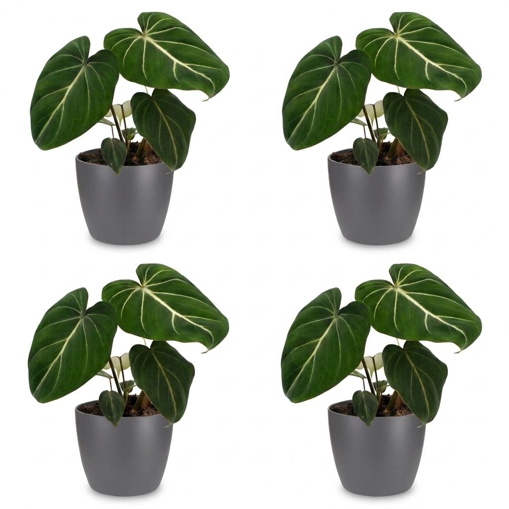 Philodendron Gloriosum - Pot de 12cm
