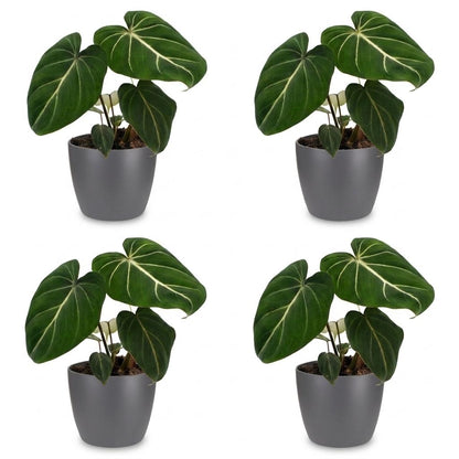 Philodendron Gloriosum - Pot de 12cm