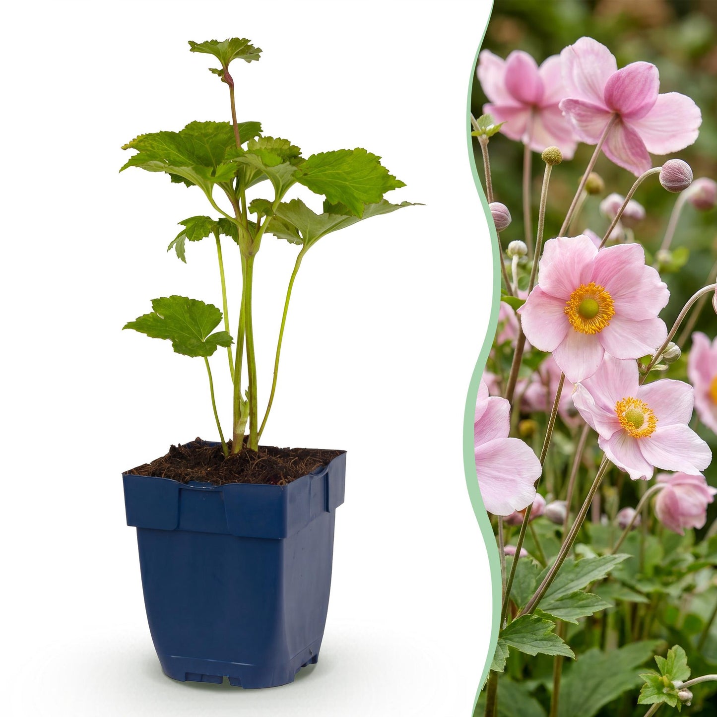 Anemone hybr. Kön. Charlotte : un jeune plant en pot et un aperçu de ses fleurs roses épanouies pour un jardin fleuri.