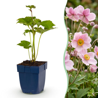 Anemone hybr. Kön. Charlotte : un jeune plant en pot et un aperçu de ses fleurs roses épanouies pour un jardin fleuri.