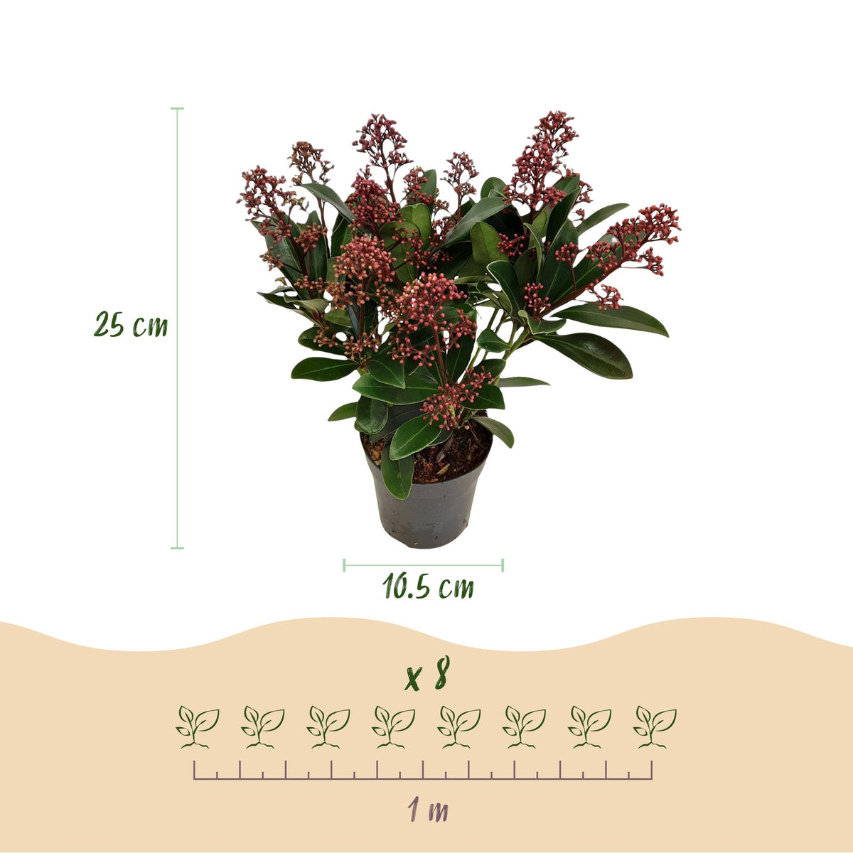 Dimensions de Skimmia 'Rubella' en pot de 10,5 cm