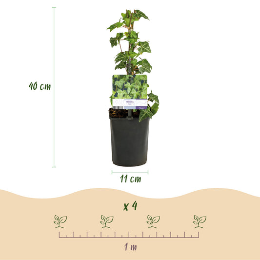 Lierre Hedera helix : Schéma montrant un plant en pot de 11 cm de diamètre et 40 cm de haut. Indique un espacement de plantation de 1 m pour