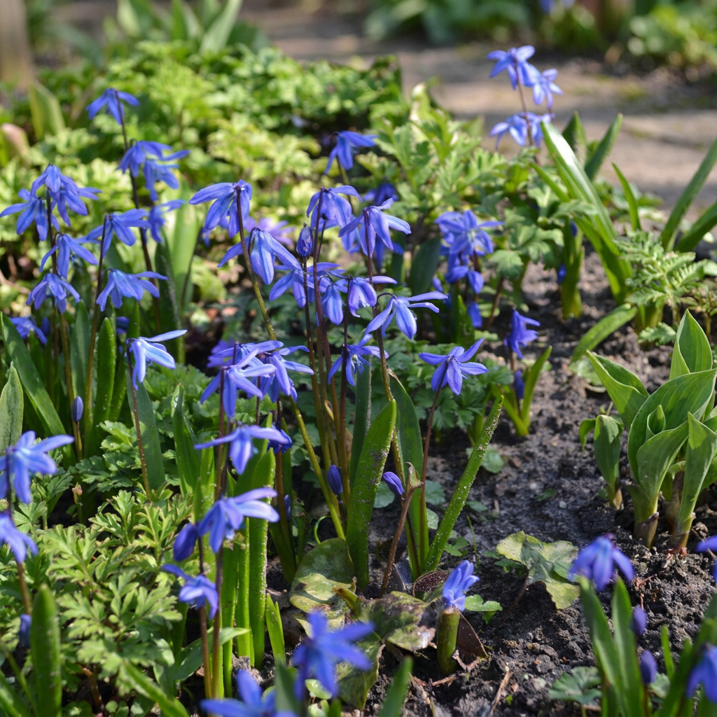 Scilla Siberica. Champs de Scilles de Sibérie aux fleurs bleues éclatantes, poussant dans la terre d'un jardin, avec de la verdure en arrièr