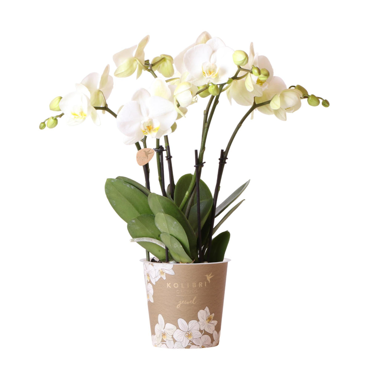 Orchidée Phalaenopsis blanche en pot