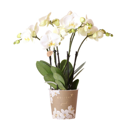 Orchidée Phalaenopsis blanche en pot