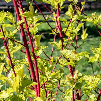 Cornus sibirica. Gros plan sur les jeunes feuilles vert clair du Cornouiller de Sibérie et ses branches rouge vif en plein soleil.