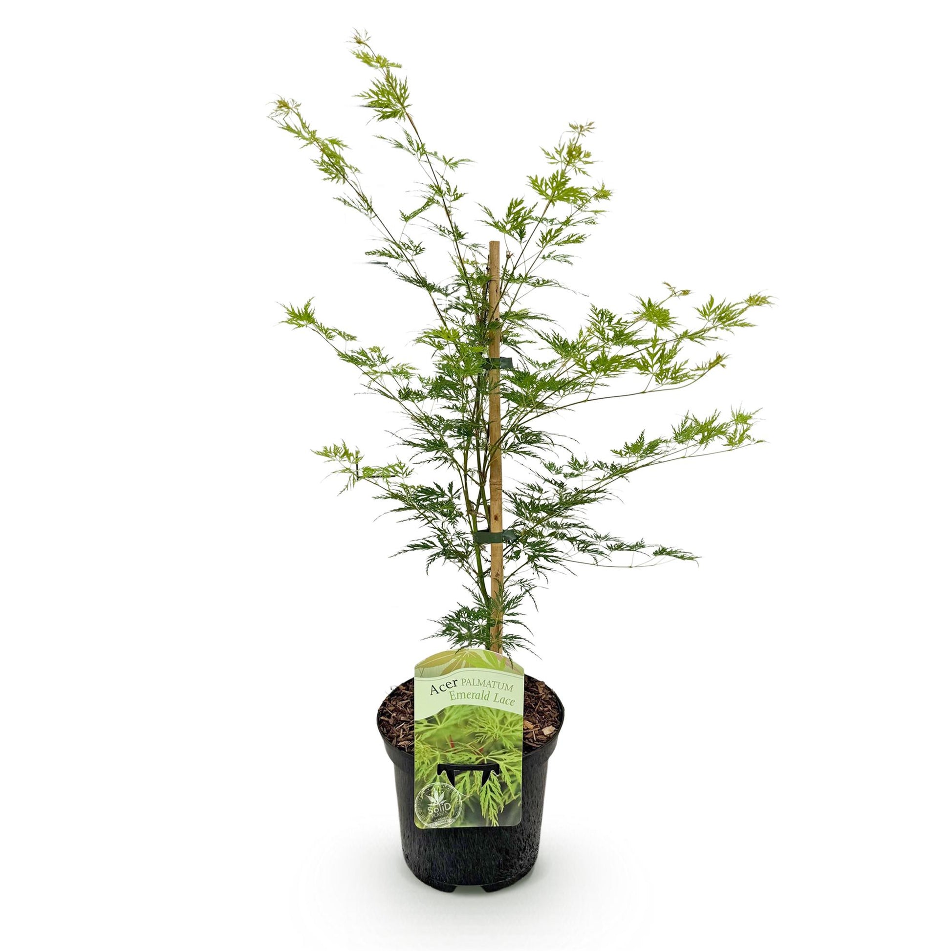 Acer palmatum Emerald Lace : plant en pot de 19cm, feuillage caduc vert. Plant livré seul sur fond blanc.
