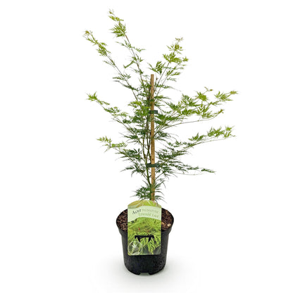 Acer palmatum Emerald Lace : plant en pot de 19cm, feuillage caduc vert. Plant livré seul sur fond blanc.
