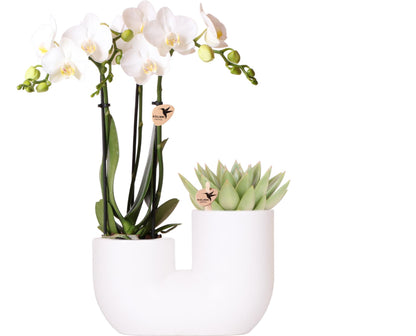 Orchidée Phalaenopsis blanche en pot