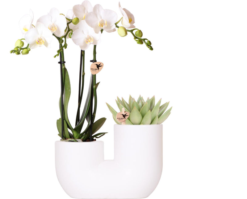 Orchidée Phalaenopsis blanche (Phalaenopsis amabilis) - Set avec succulente et cache-pot - Pot 9 cm