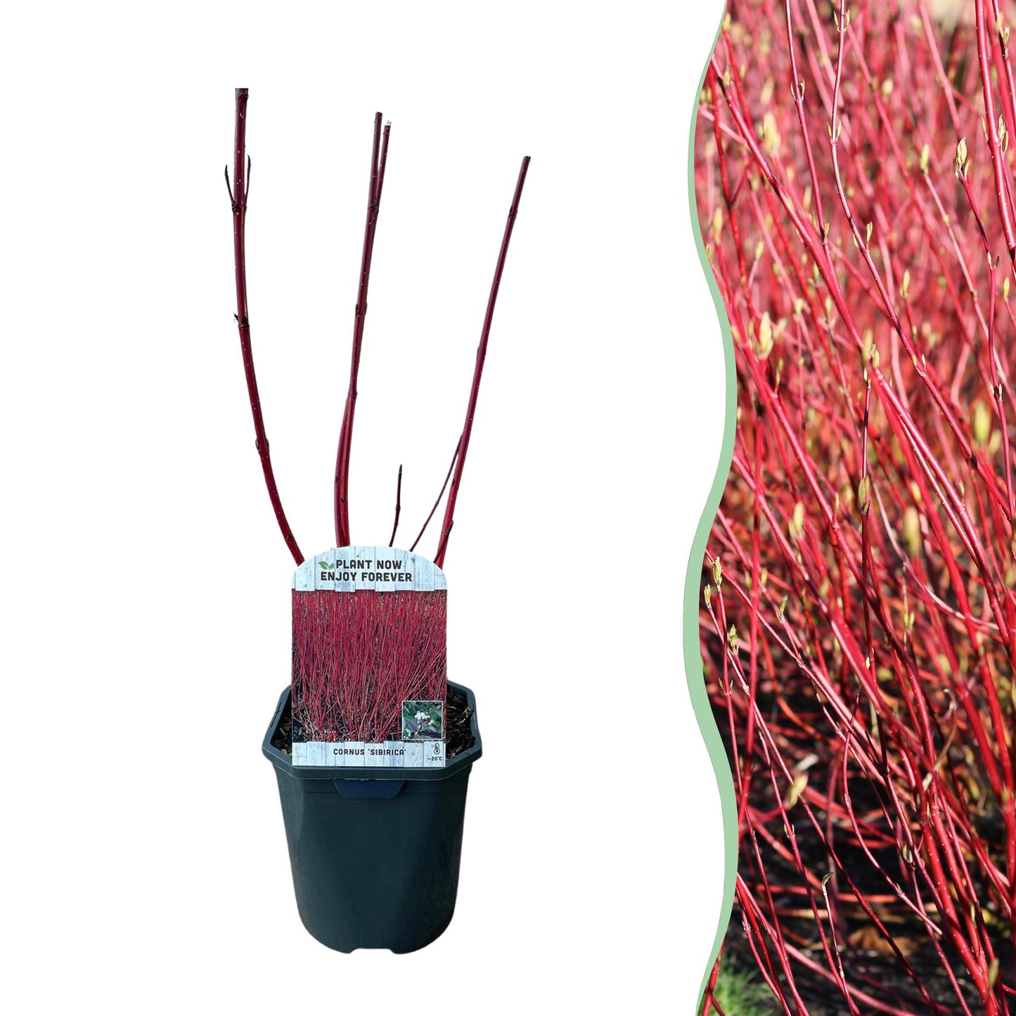 Cornus sibirica en pot sur fond blanc, avec en parallèle une image d'un ensemble de branches rouges vives en fond pourpre et vert.