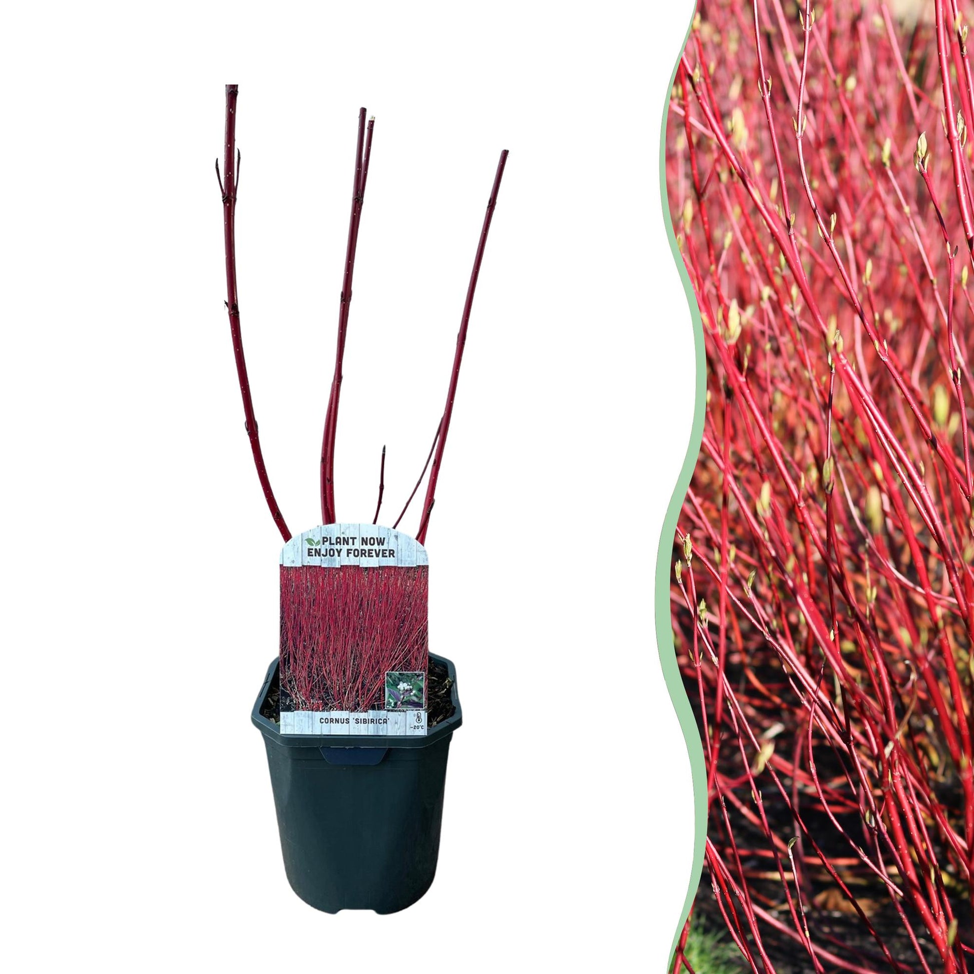 Cornus sibirica en pot sur fond blanc, avec en parallèle une image d'un ensemble de branches rouges vives en fond pourpre et vert.
