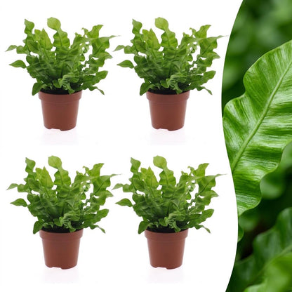 Quatre Fougères Crispy Wave aux feuilles vert vif et ondulées, chacune dans un pot de culture marron de 12cm