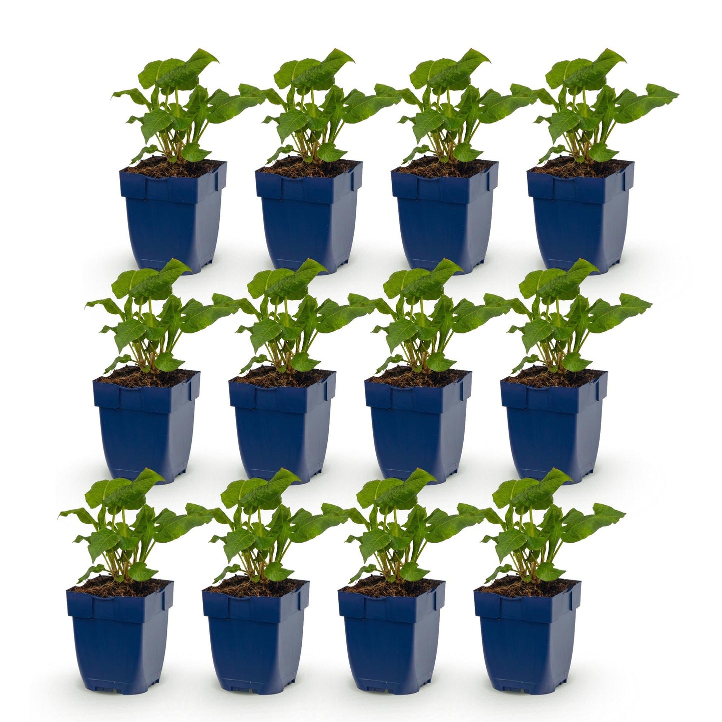 Renouée Persicaria ampl. Alba. Lot de douze jeunes plants en pots bleus, alignés sur un fond blanc uni, prêts à être plantés.