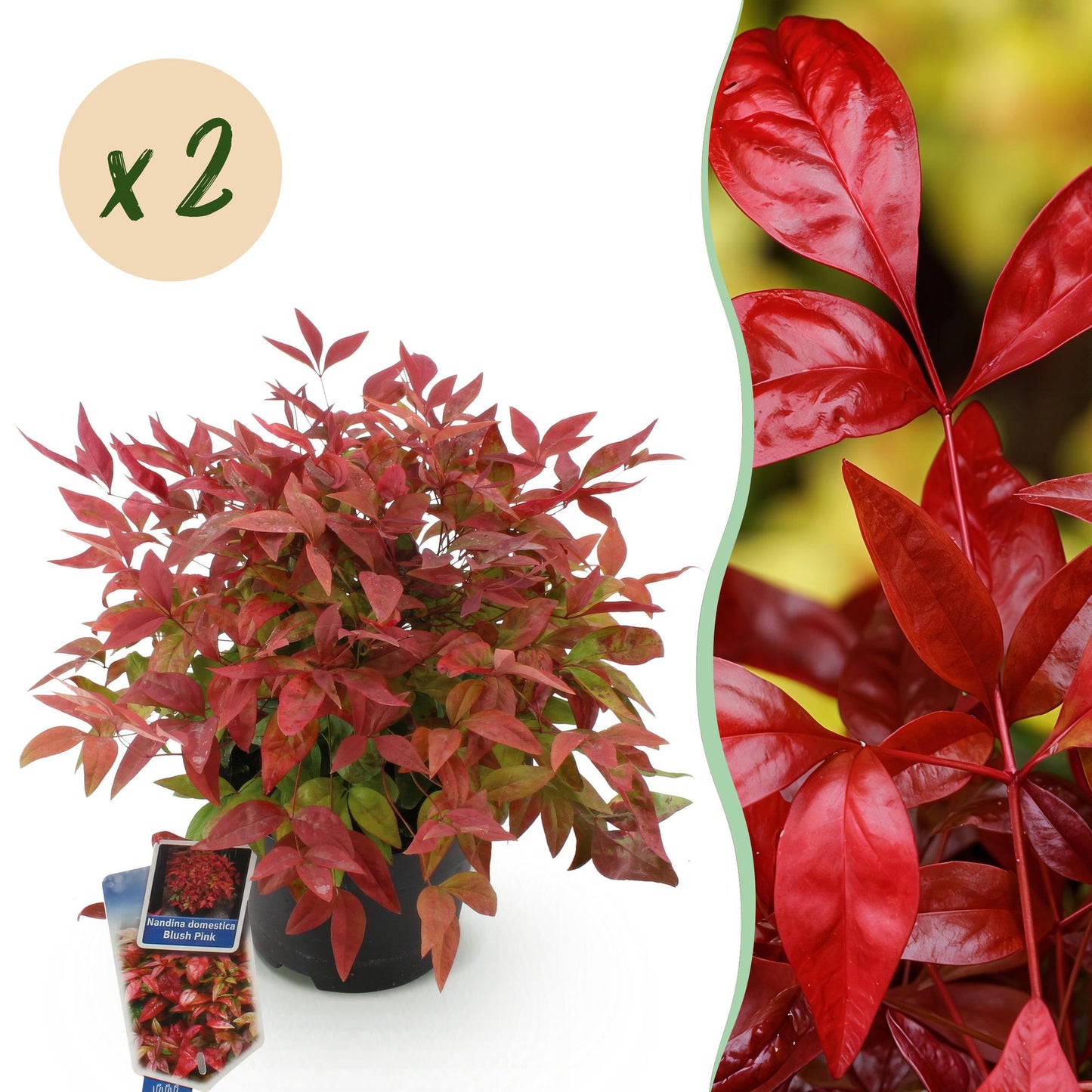 Nandina domestica Blush Pink : plant en pot aux feuilles rouges, avec une pastille 'x2' indiquant qu'il s'agit d'un lot de 2.