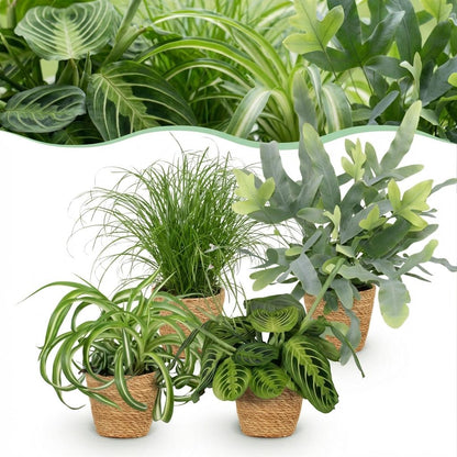 Lot 4 plantes pet-friendly Chlorophytum Cyperus Phlebodium Maranta en pot 12cm, plantes d'intérieur sans danger animaux