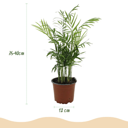 Plante d'intérieur - Chamaedorea elegans - Palmier en or - Plante amicale pour les animaux - Vert - 1 Plante - avec Potter Blanc - Pot de 12cm - Hauteur de 15cm
