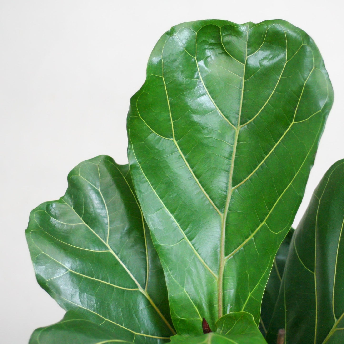 Ficus Lyrata avec pot Potter blanc - 80cm - Ø21