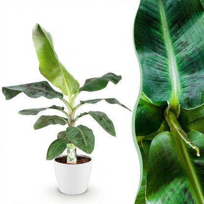 Une élégante Musa acuminata Nain Cavendish aux grandes feuilles vertes tachetées de bordeaux, dans un pot blanc