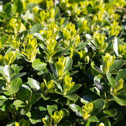 Euonymus japonica Green Spire : Gros plan sur les feuilles vertes brillantes de cette plante de haie dense et persistante, idéales pour un j