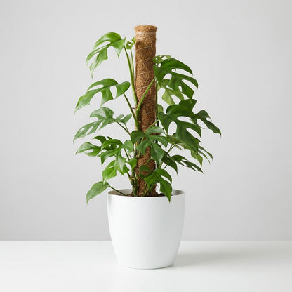 Plante d'intérieur - Mini Monstera - Monstera Minima sur Tuteur de Mousse - Vert - Entretien facile - 1 Plante - avec Pot Blanc - Pot 19cm - Hauteur 90cm