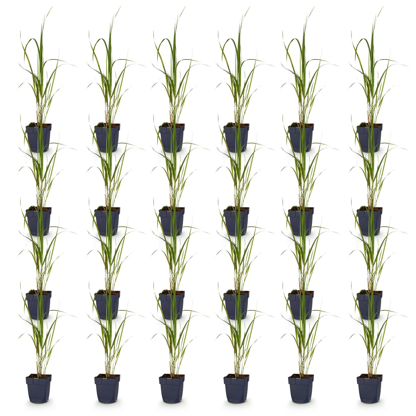 Molinia arund. Karl Foerster : seize plants d'herbes ornementales Molinia arundinacea Karl Foerster en pot sur fond blanc.