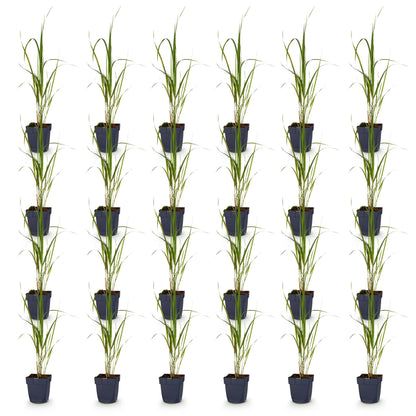 Molinia arund. Karl Foerster : seize plants d'herbes ornementales Molinia arundinacea Karl Foerster en pot sur fond blanc.