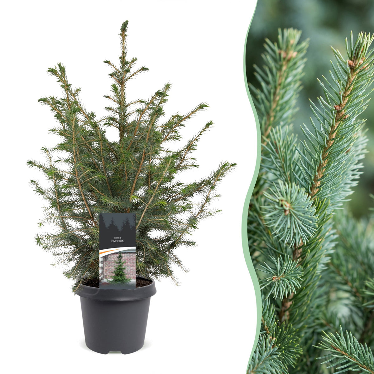 Épicéa de Serbie (Picea omorika) en pot et détail des aiguilles