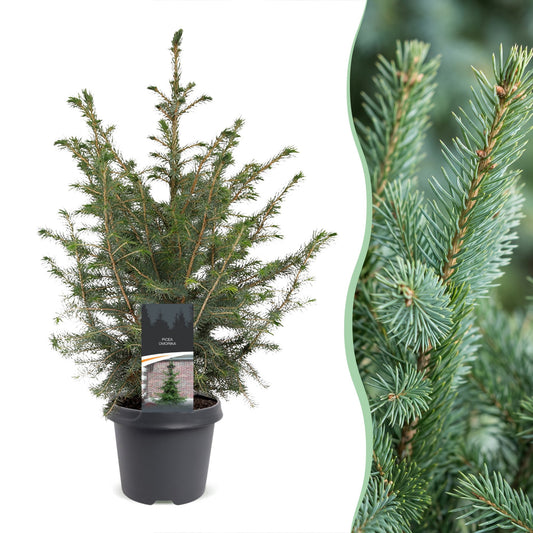 Épicéa de Serbie (Picea omorika) en pot et détail des aiguilles