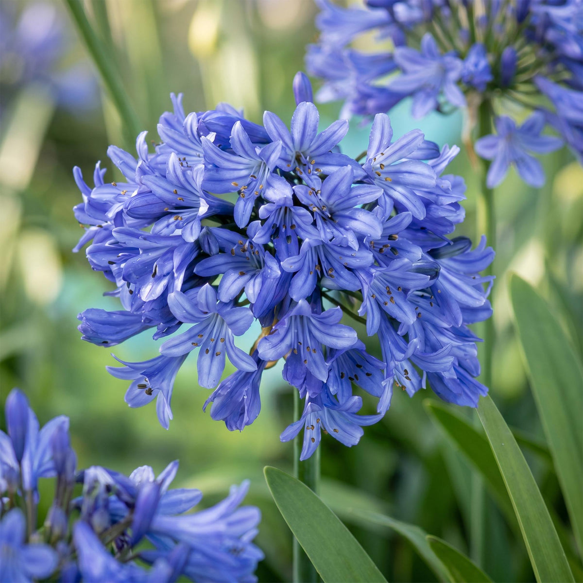 Agapanthe bleue (Agapanthus africanus) en pot de 11 cm, ombelle de fleurs bleu azur