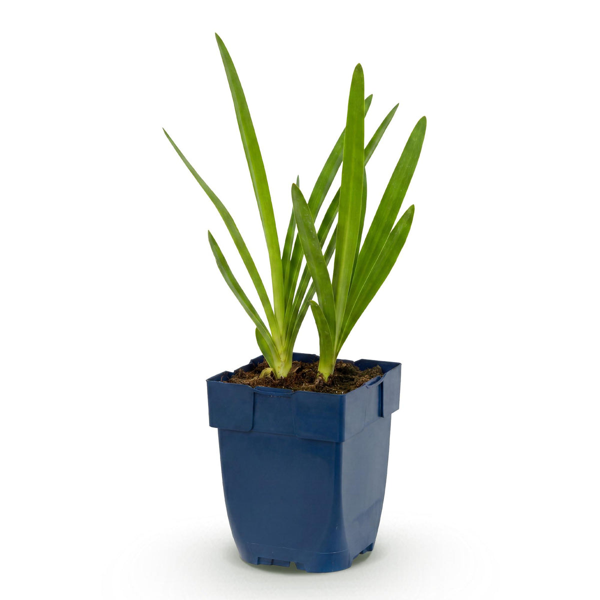 Agapanthe bleue - 1 plant en pot de 11 cm