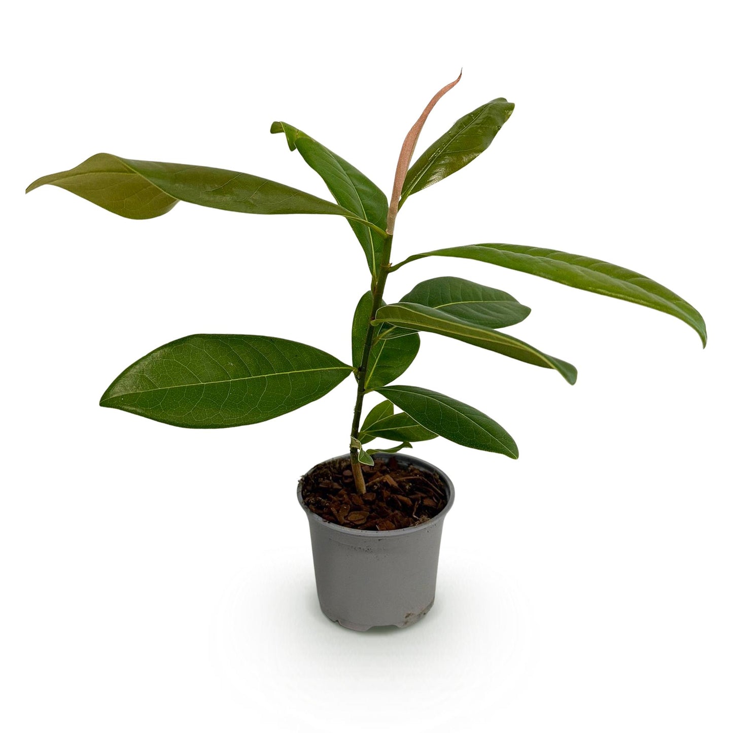 Magnolia grandiflora : un jeune plant en pot, avec ses feuilles vertes et une nouvelle pousse rosée, prêt à être planté.