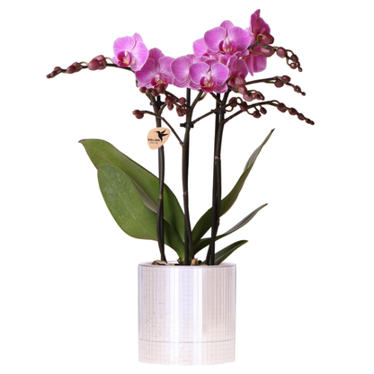 Orchidée Phalaenopsis violette avec cache-pot Disco irisé