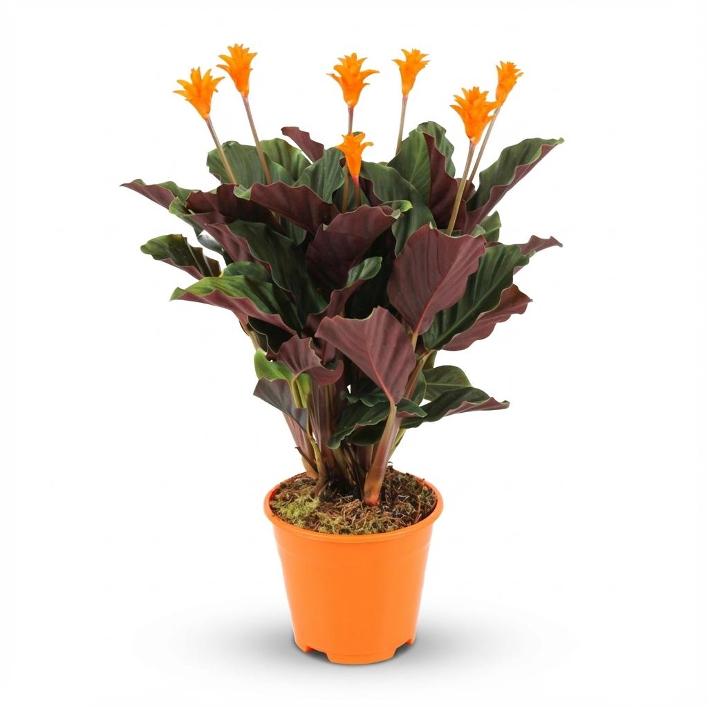 Calathea Crocata - Pot de 14cm - Hauteur: 40 - 45cm - plantandstories