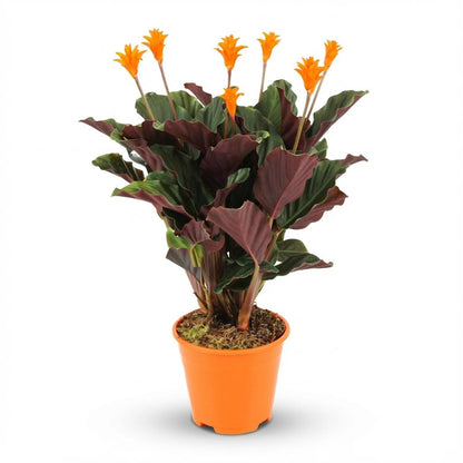 Superbe Calathea Crocata avec ses feuilles vert foncé et violette, surmontées de nombreuses fleurs orange vif dans un pot simple de couleur