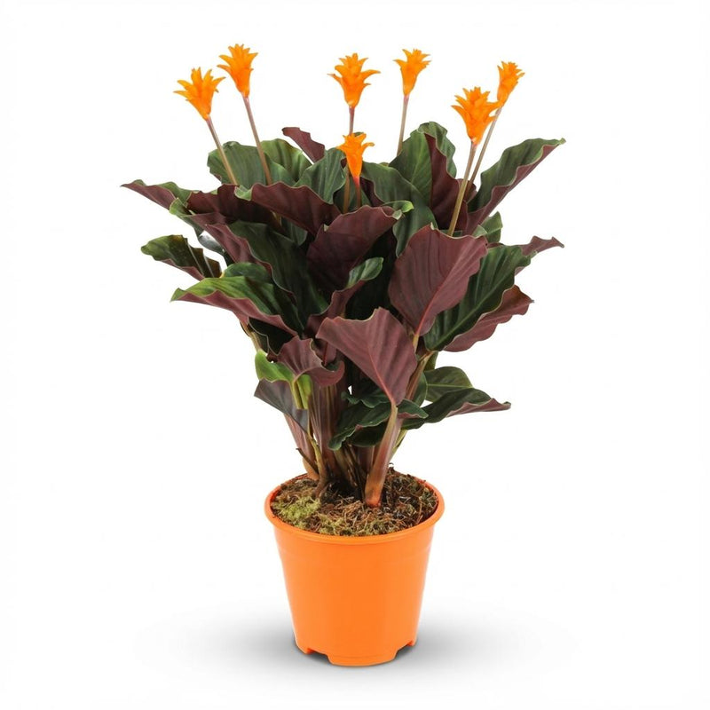 Calathea Crocata - Pot de 14cm - Hauteur: 40 - 45cm