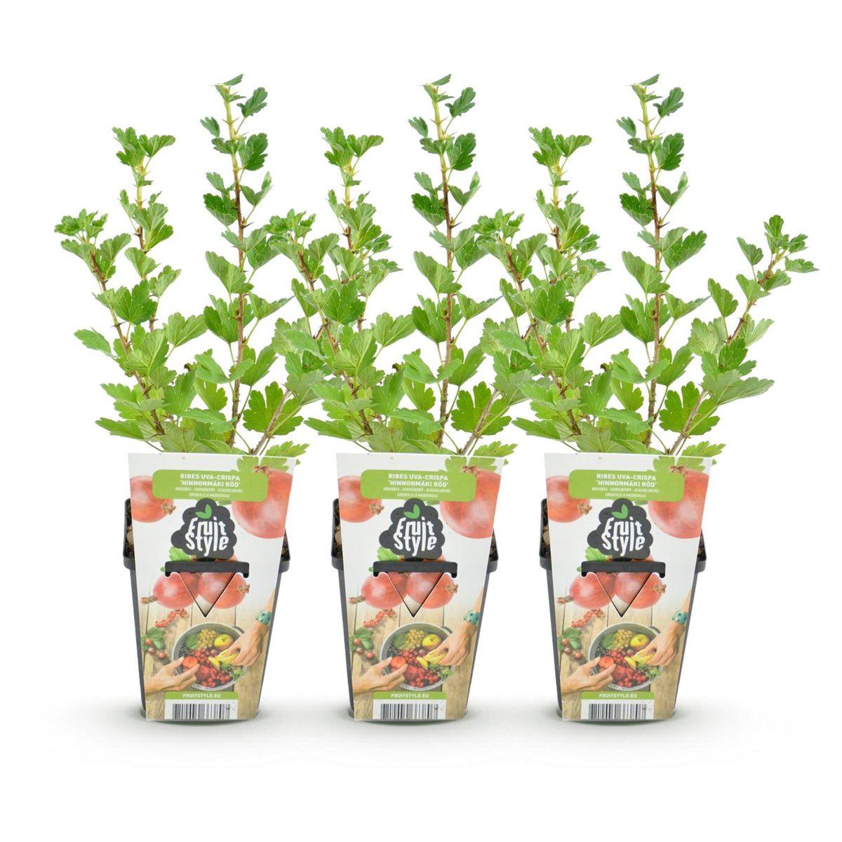 Groseillier à maquereau 'Hinnonmäki Röd' - lot de 3 plants en pot de 9 cm