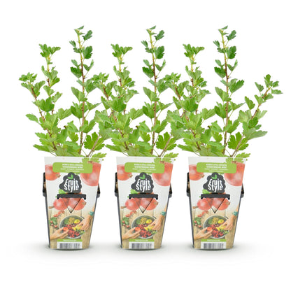 Groseillier à maquereau 'Hinnonmäki Röd' - lot de 3 plants en pot de 9 cm