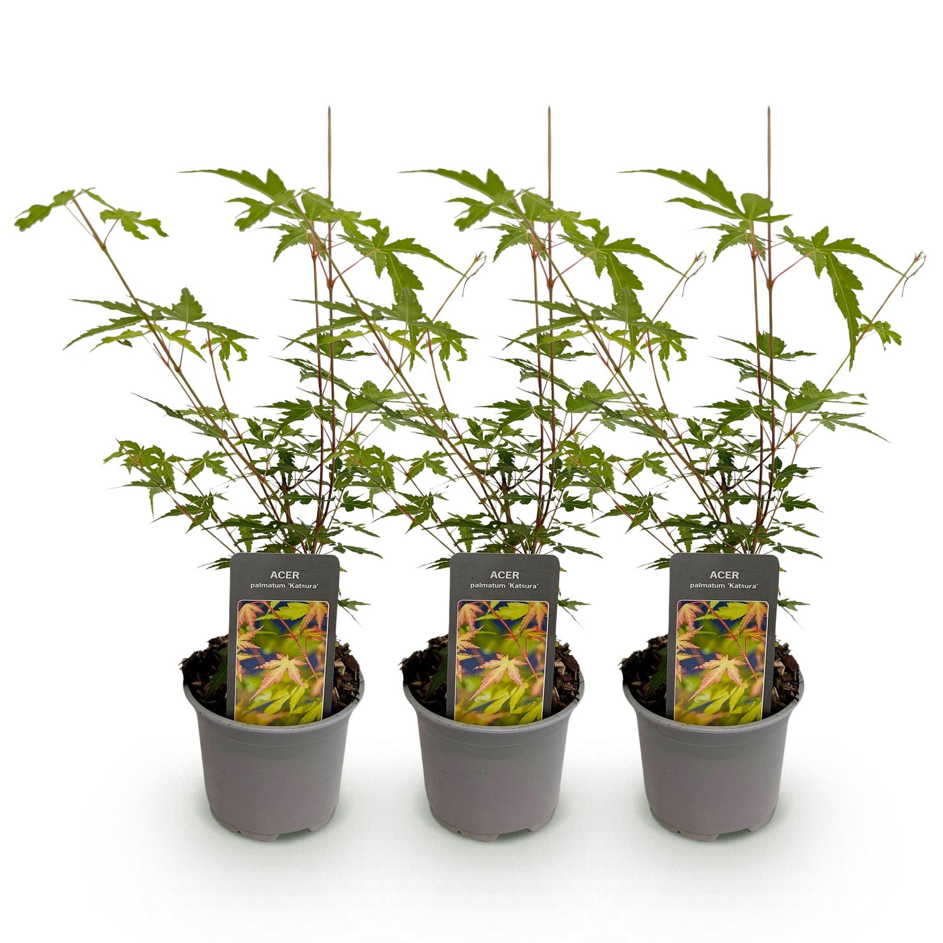 Acer palmatum Sangokaku : 3 jeunes plants en pot, feuillage vert et tiges rouges, sur fond blanc.