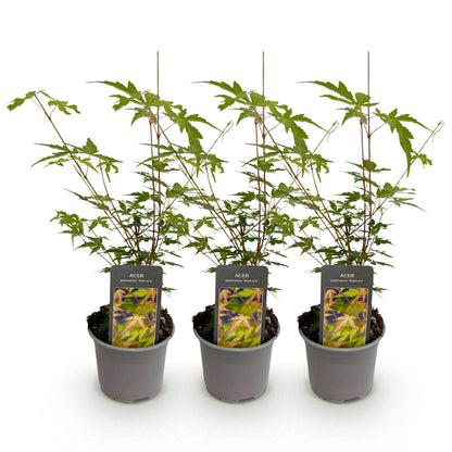 Acer palmatum Sangokaku : 3 jeunes plants en pot, feuillage vert et tiges rouges, sur fond blanc.