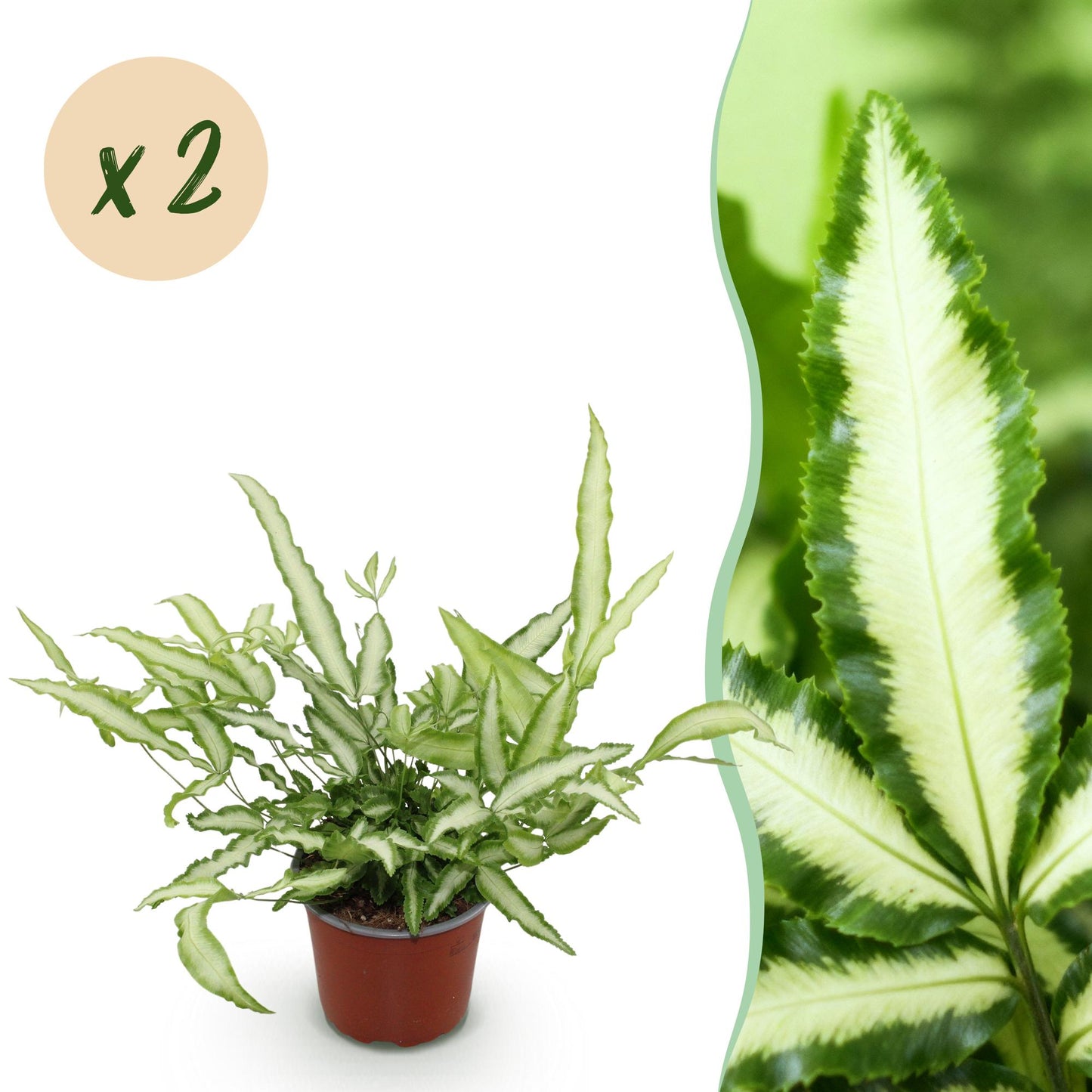 Pteris cretica Albolineata dans son pot de 12cm, avec ses feuilles vert clair bordées de vert foncé, et un gros plan sur un feuillage