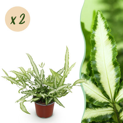Pteris cretica Albolineata dans son pot de 12cm, avec ses feuilles vert clair bordées de vert foncé, et un gros plan sur un feuillage