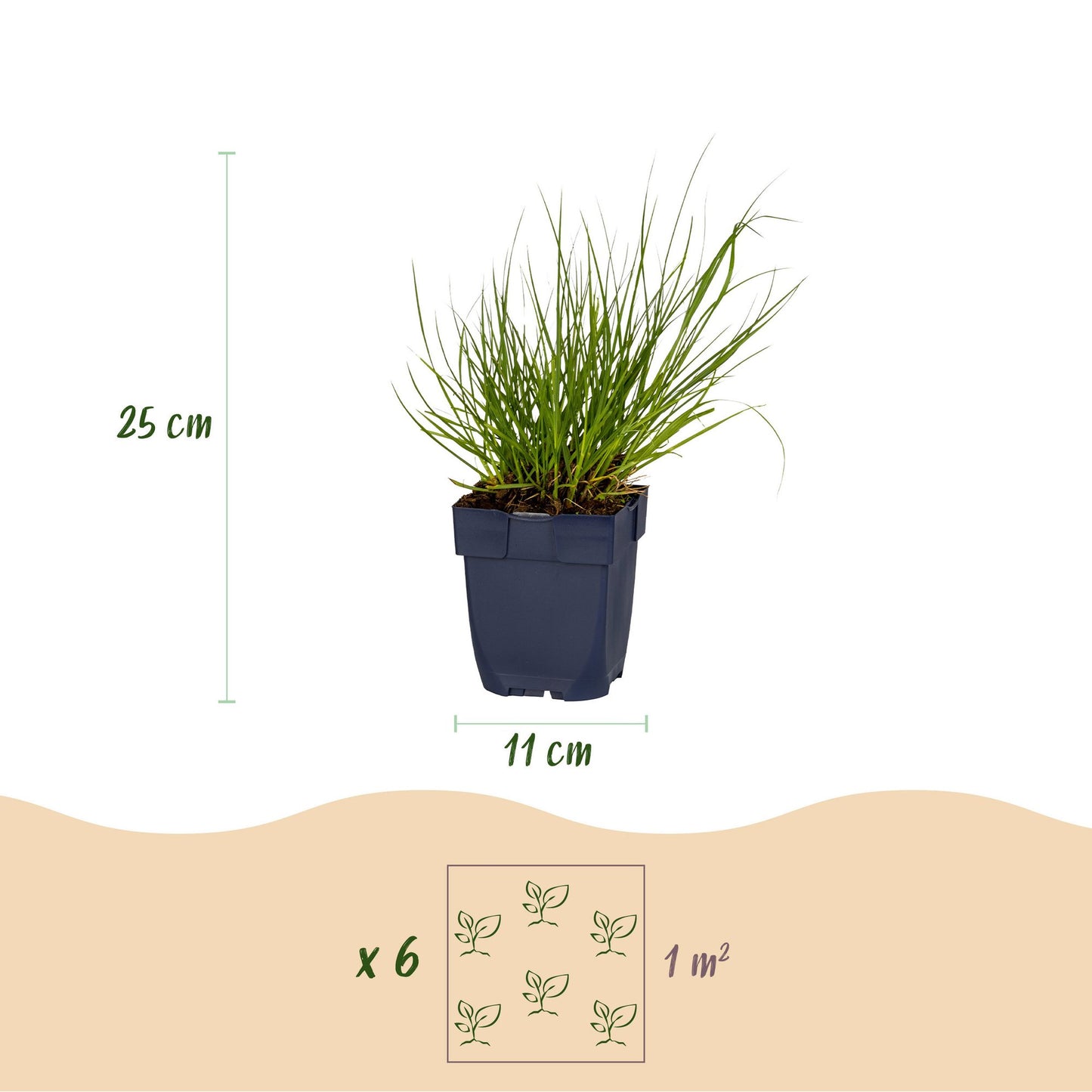 Panicum virg. Northwind. Infographie montrant un plant en pot, avec sa hauteur (25 cm) et le diamètre du pot (11 cm), ainsi qu'une suggestio