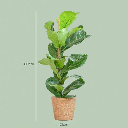 Ficus Lyrata avec Panier Zeegras naturel - 80cm - Ø21