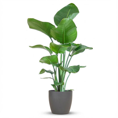 Strelitzia Nicolai plante d'intérieur en pot 21cm avec cache-pot panier herbe de mer, hauteur 80cm