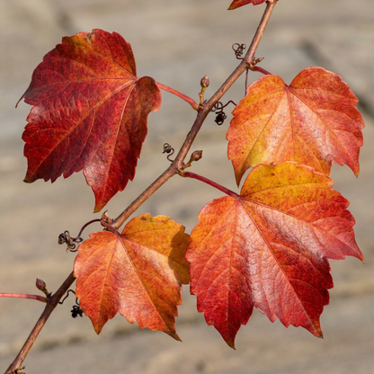 Vigne vierge de Boskoop (Parthenocissus tricuspidata) - grimpante au feuillage flamboyant