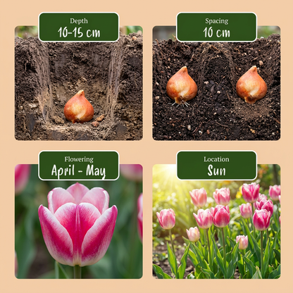Guide de plantation des bulbes de Tulipe 'Mata Hari' avec informations sur la profondeur, l'espacement, la floraison et