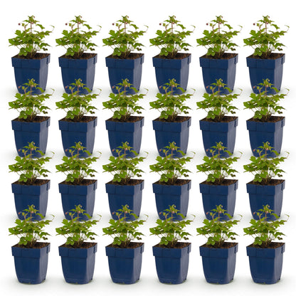 Anémone Tricolore, 30 plants d'automne avec feuillage vert et petites fleurs rose foncé, rose et blanches, en pot bleu de 11cm.
